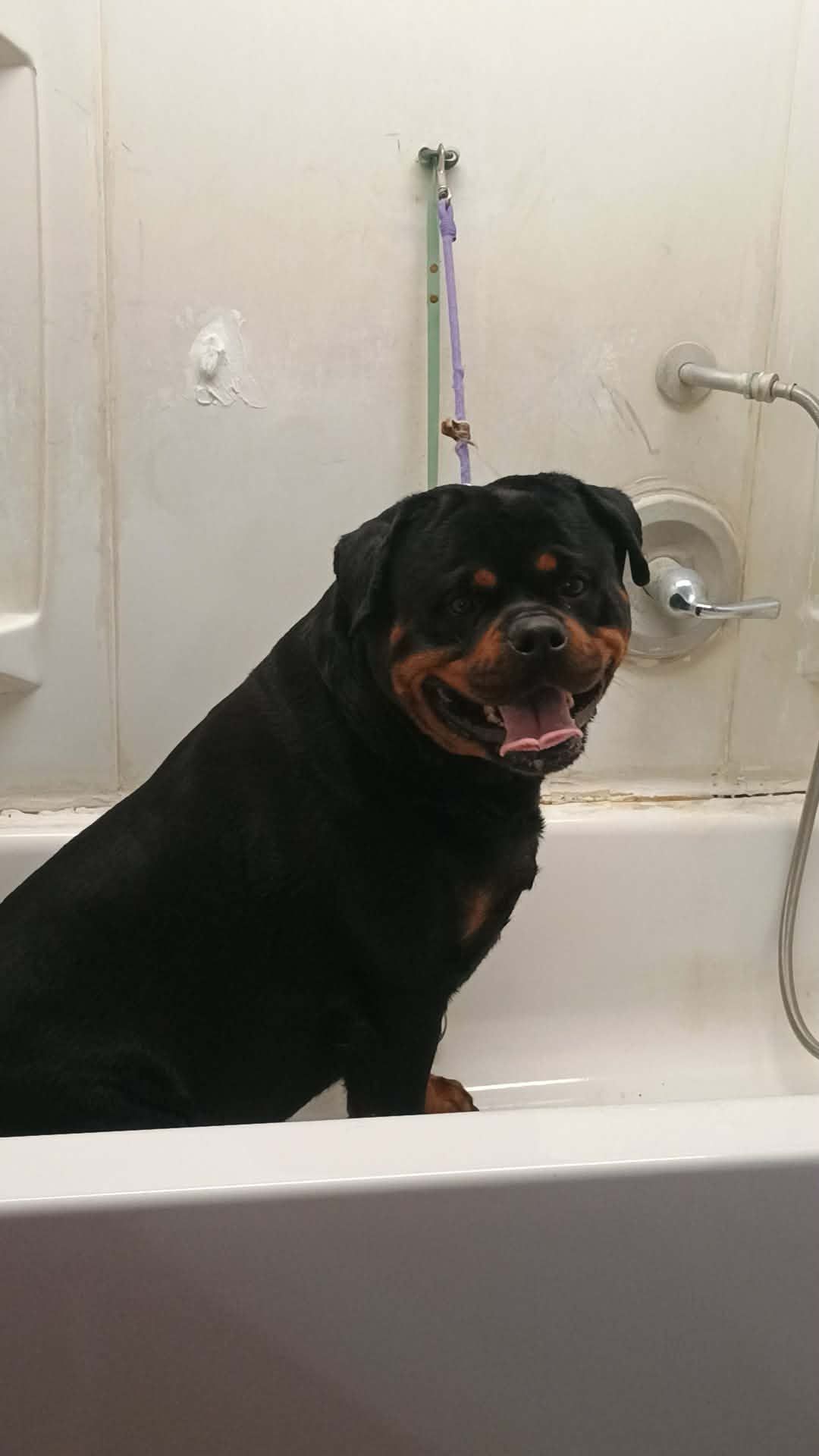 A happy black and tan Rottweiler sits in a white bathtub, tethered to a grooming arm, facing the camera.