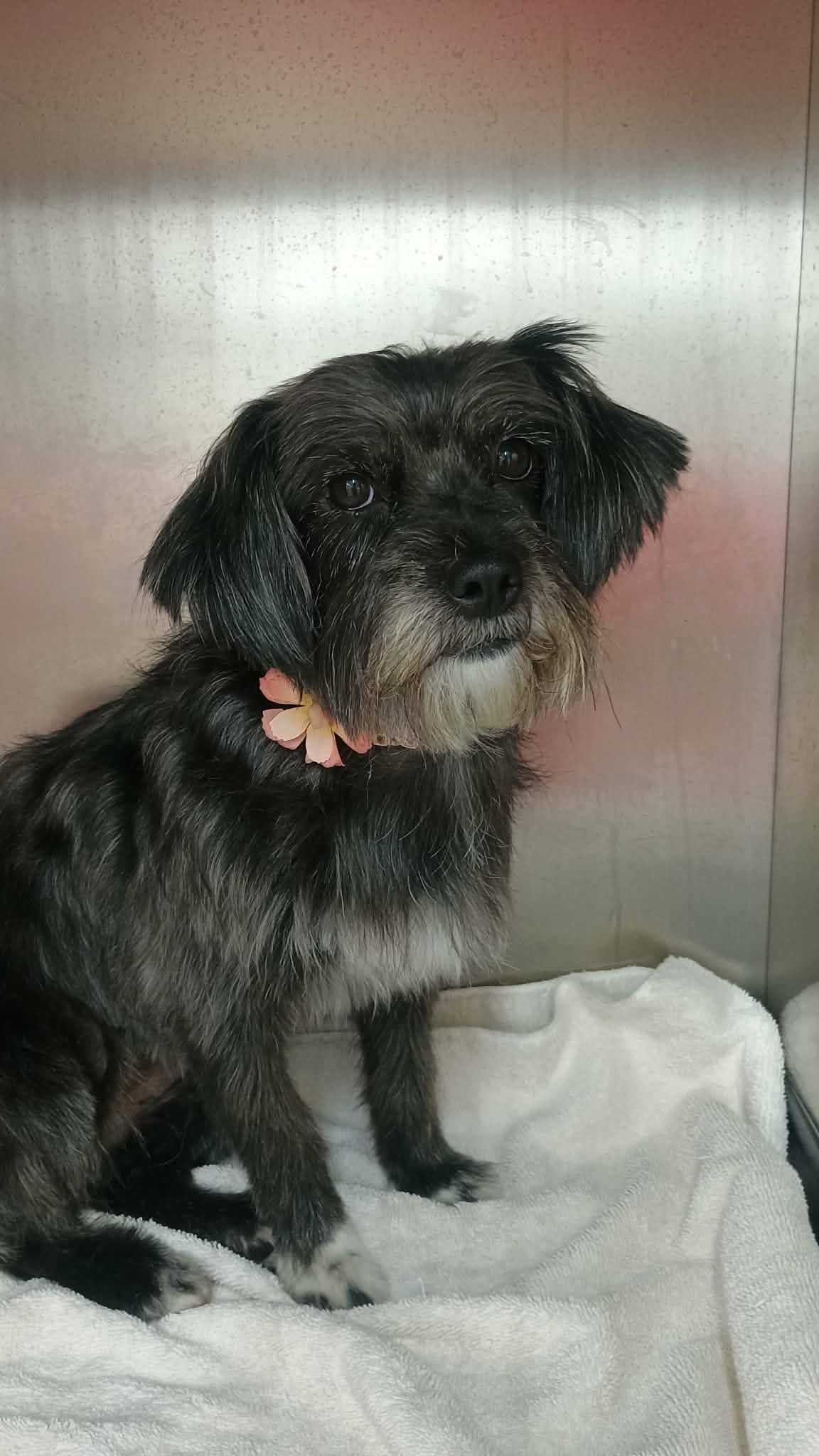 A small, wet, black scruffy dog with a pink collar sitting on a white towel inside a metallic enclosure.