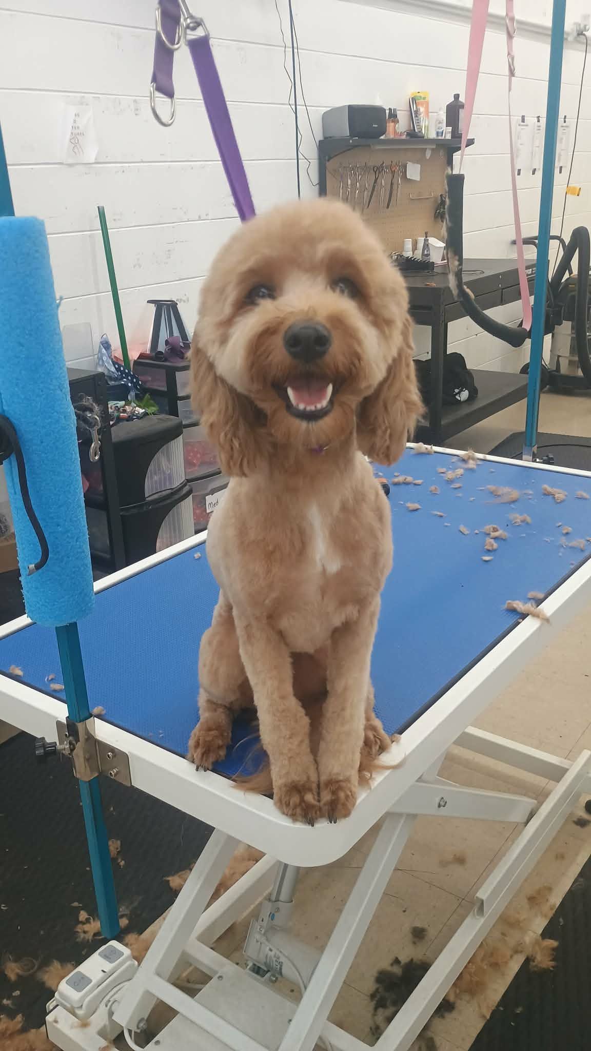 A light-brown, fluffy dog sits smiling on a blue grooming table in a salon, surrounded by scattered fur clippings.
