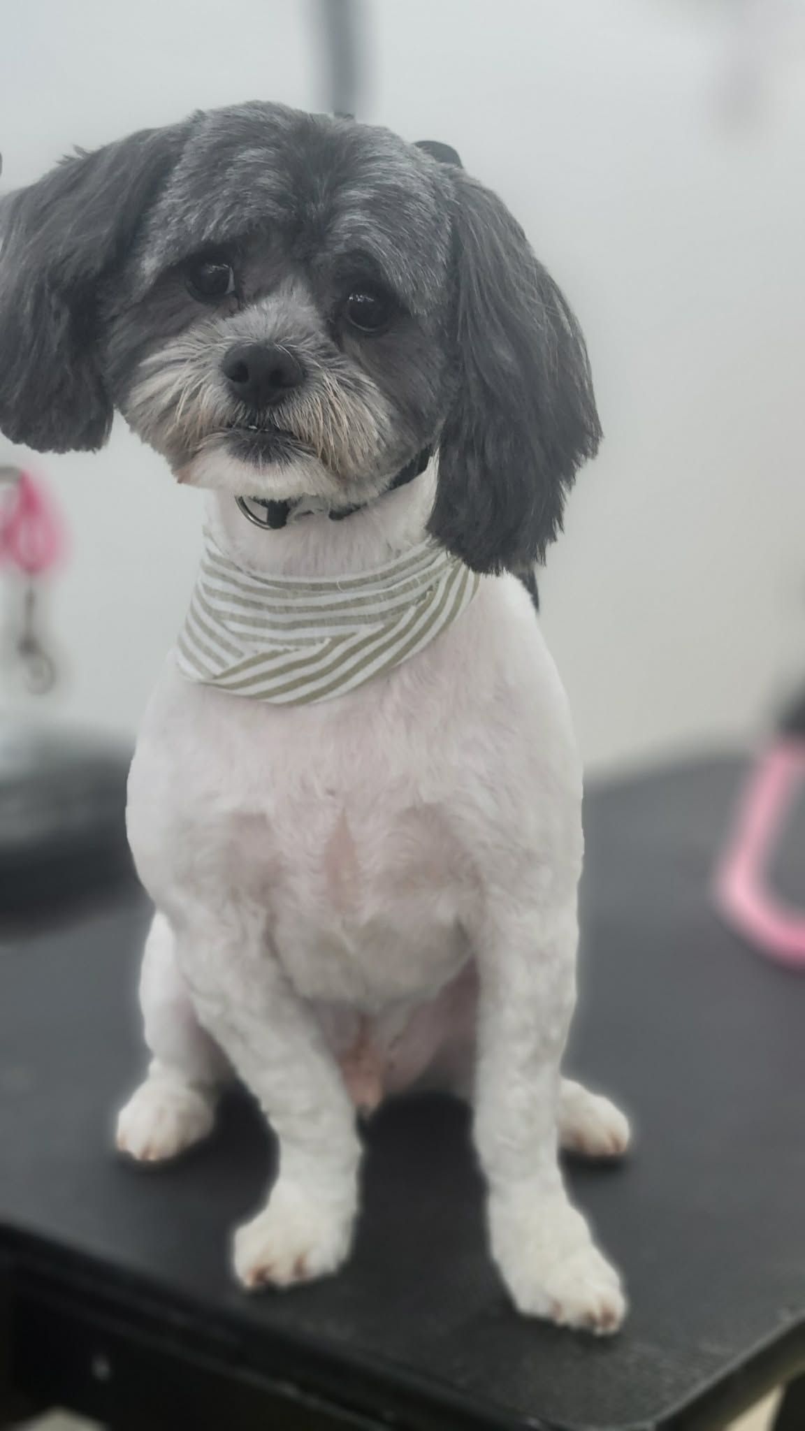 A small black and white dog with a short haircut sits on a grooming table wearing a gray and white striped bandana.