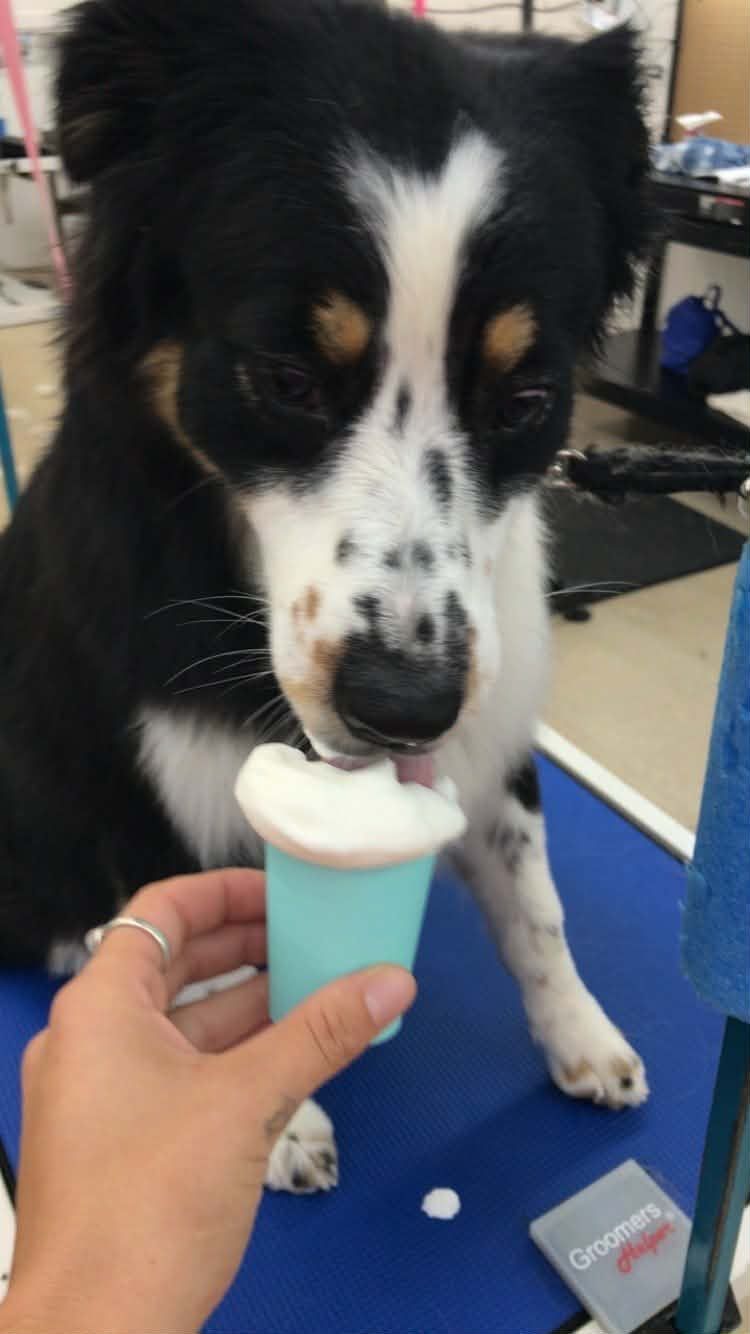 A black and white dog with tan spots eats a treat from a small, light blue cup held by a person.