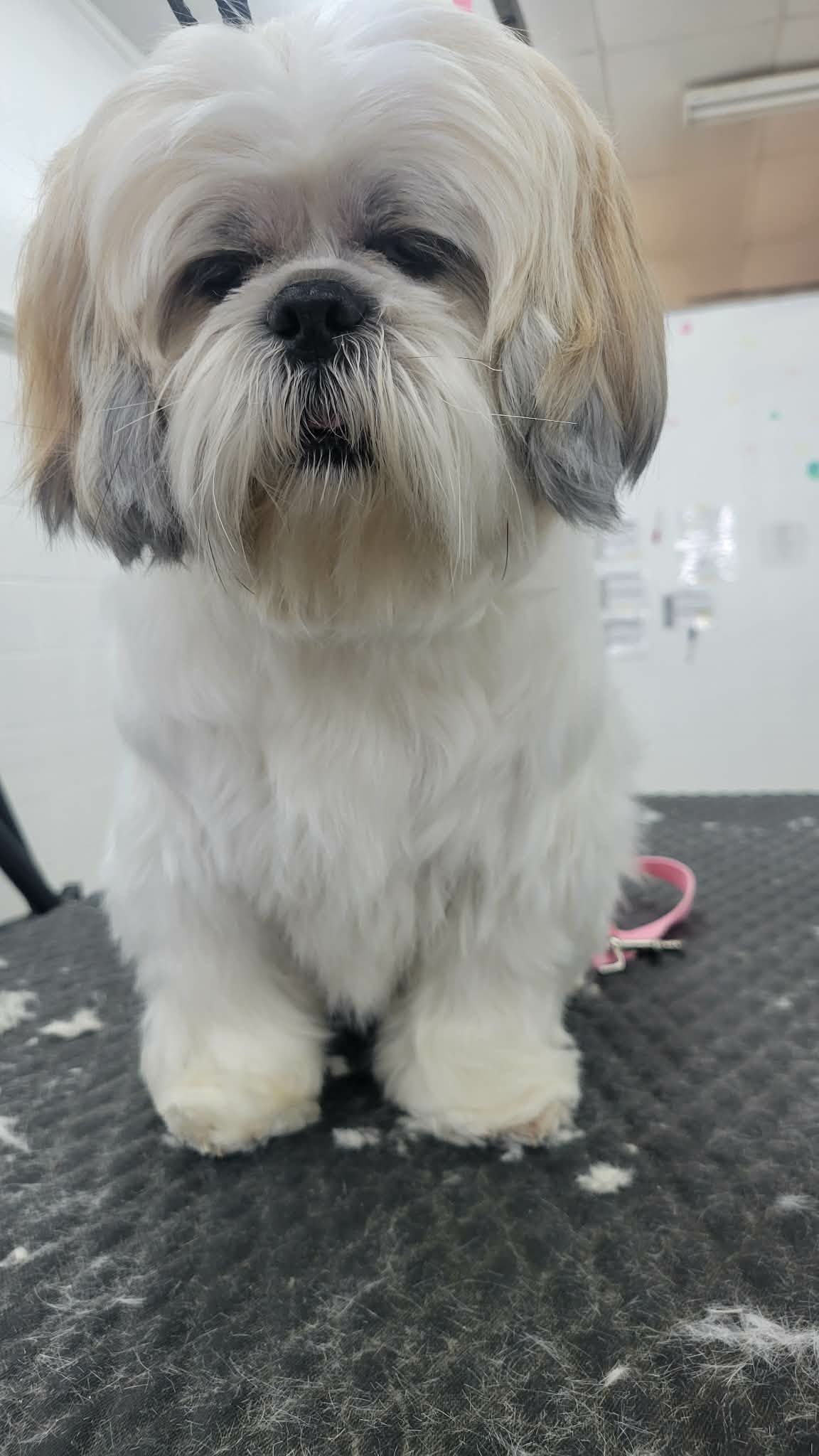 A white and tan Shih Tzu with a groomed coat sitting on a textured grooming table in a clean, brightly lit room.