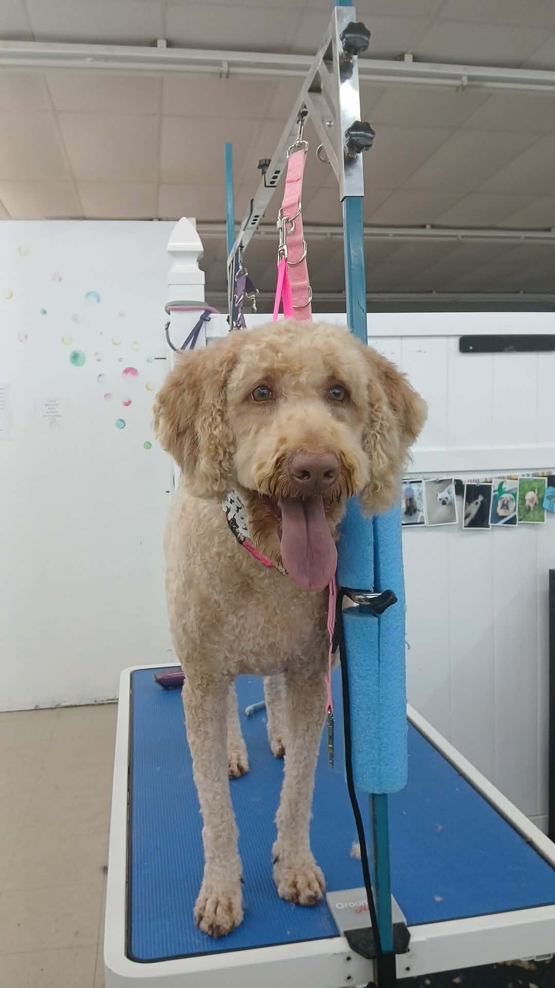 A light brown curly-haired dog stands on a blue grooming table in a salon with its tongue hanging out.