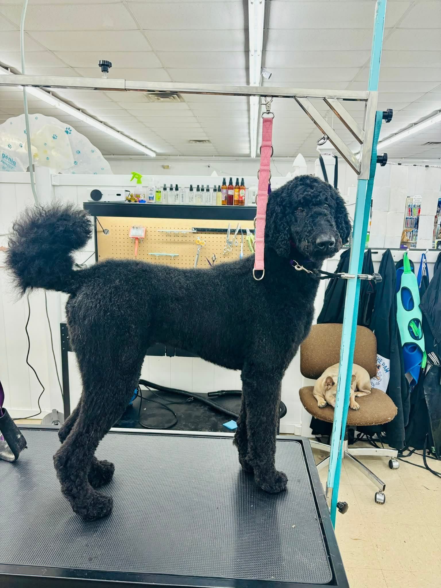 A black poodle standing on a grooming table, secured by a pink grooming loop, inside a professional pet grooming salon.