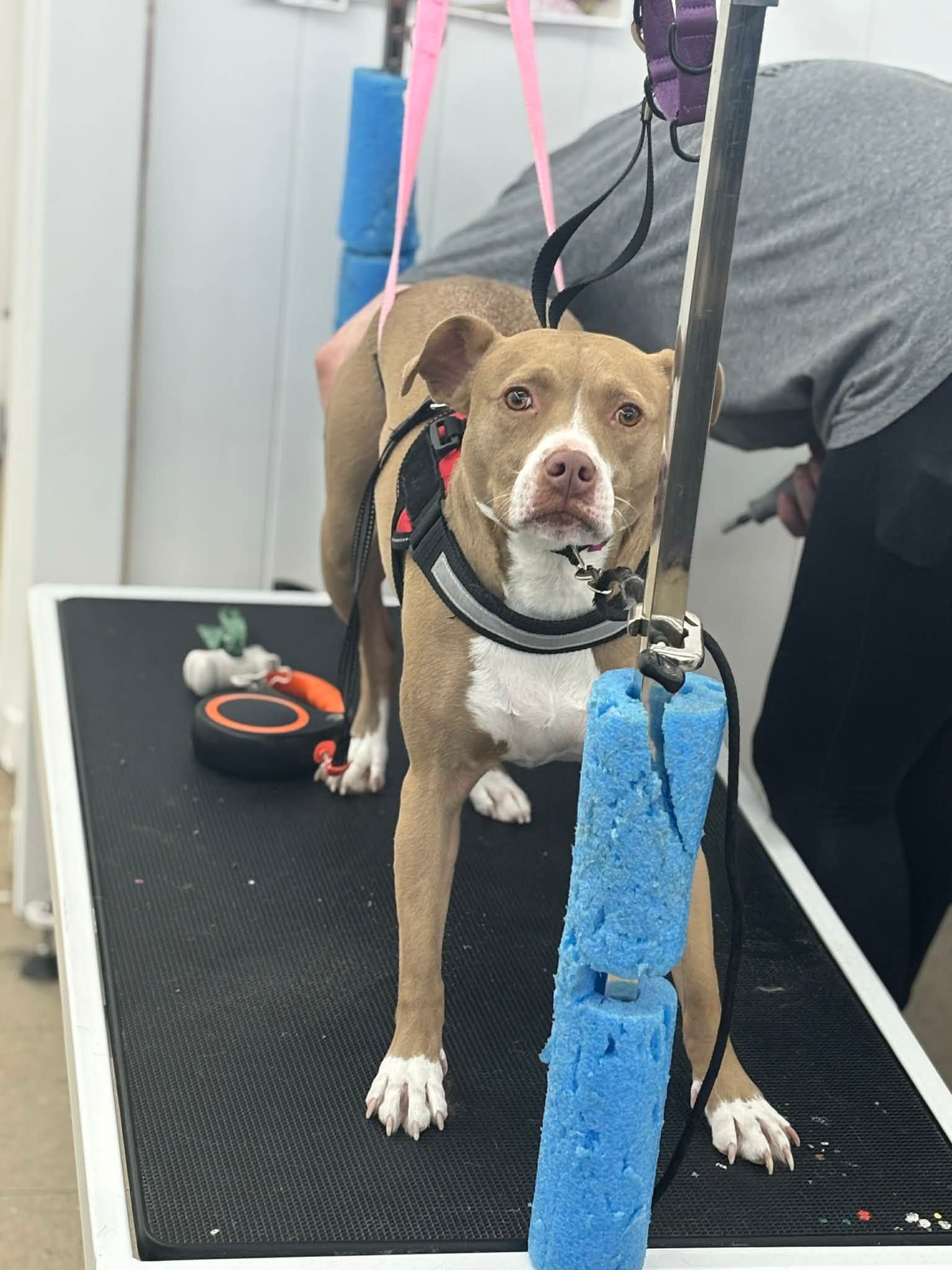 A tan dog with white markings stands on a black grooming table, secured by a harness and a blue foam restraint.