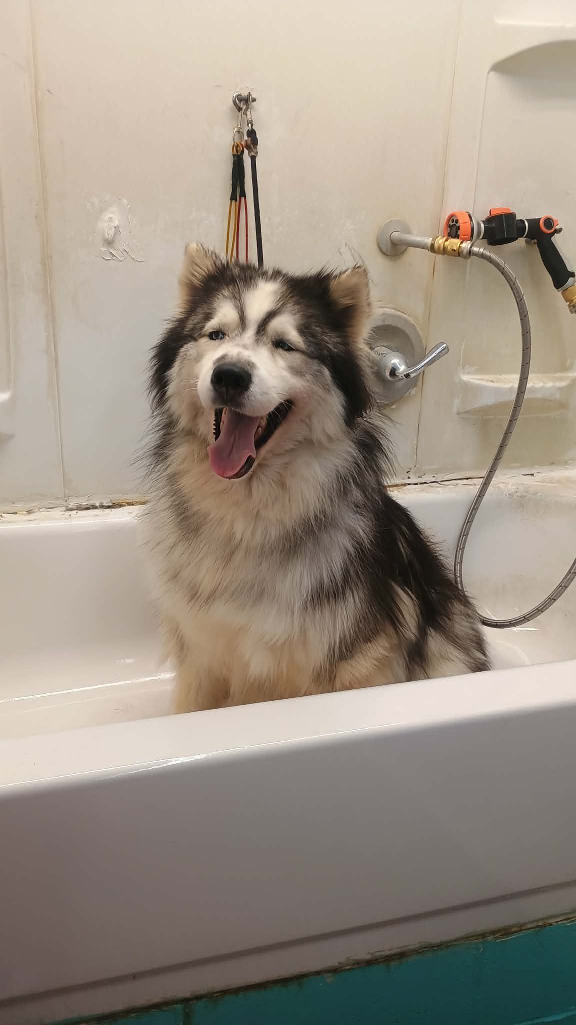 A fluffy, wet husky-type dog sits in a white bathtub with its mouth open, looking happy.