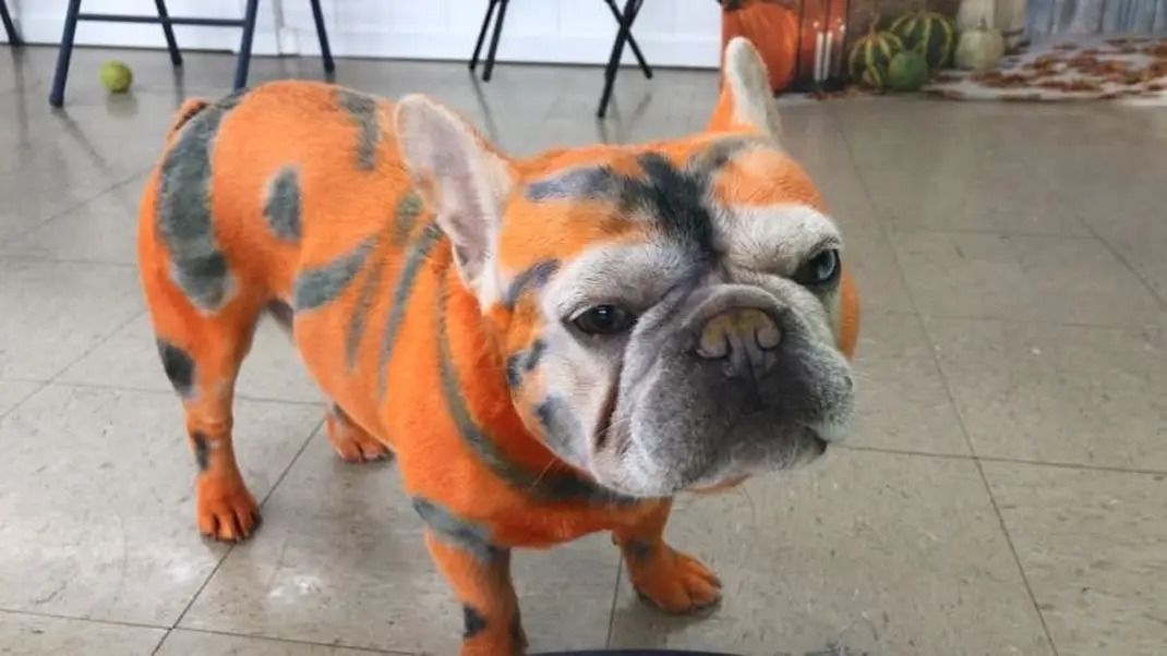 A French bulldog dyed orange with black tiger-like stripes, standing on a light-colored tiled floor.