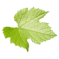 Feuille de vigne verte aux bords dentelés et aux nervures proéminentes.