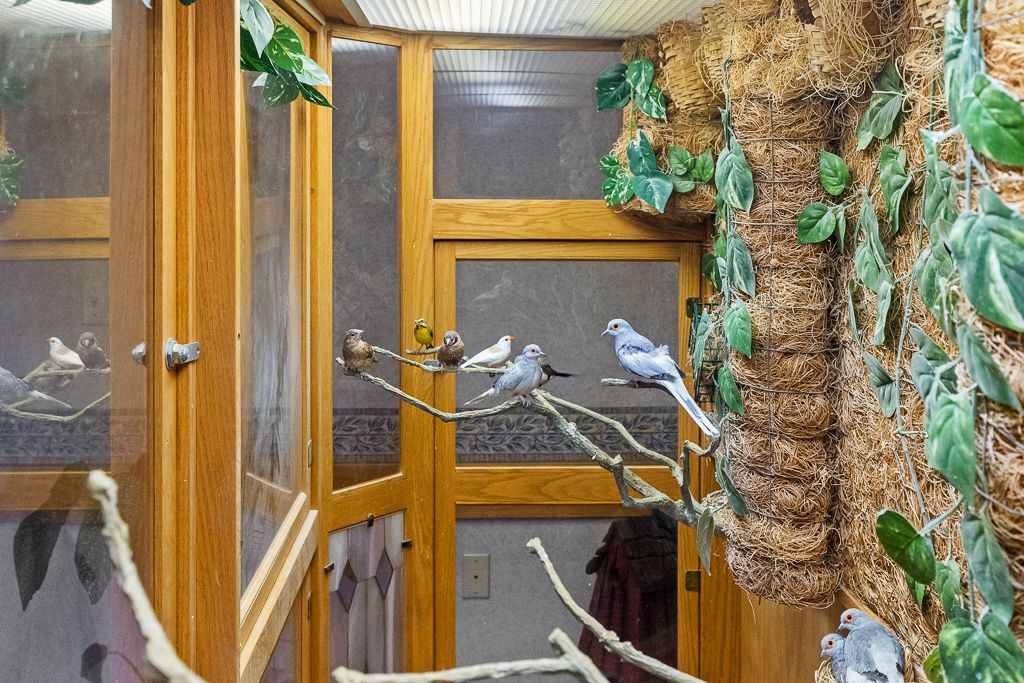 Birds perched on branches inside a large wooden birdcage decorated with foliage.