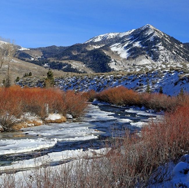 Snow-covered mountain above a frozen stream with red shrubs under a clear blue sky
