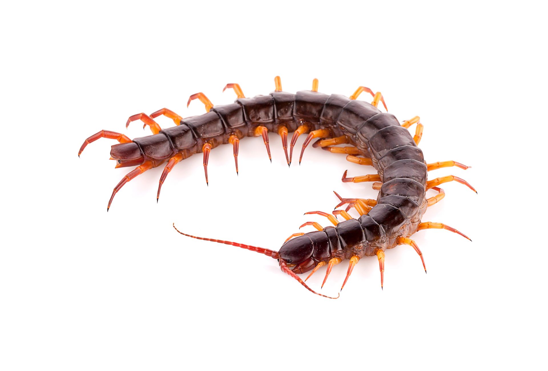 Millipede