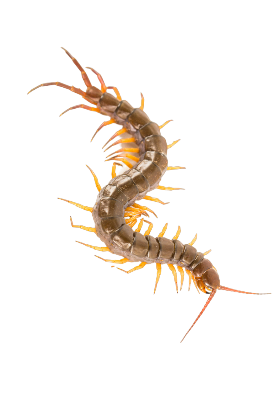 Centipede