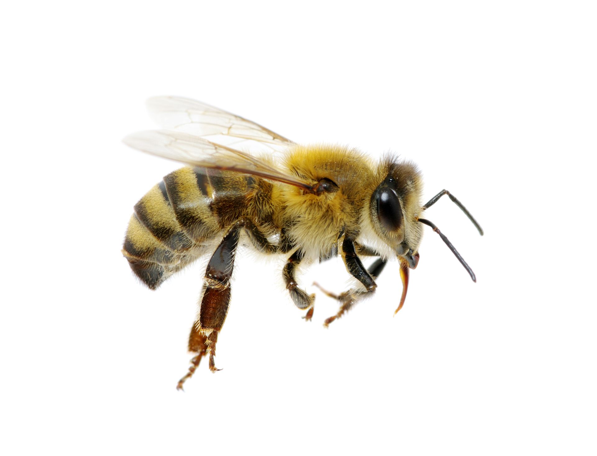 Bee