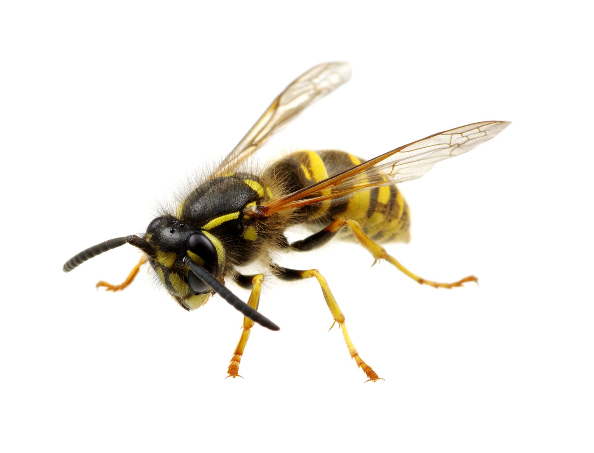 Wasp