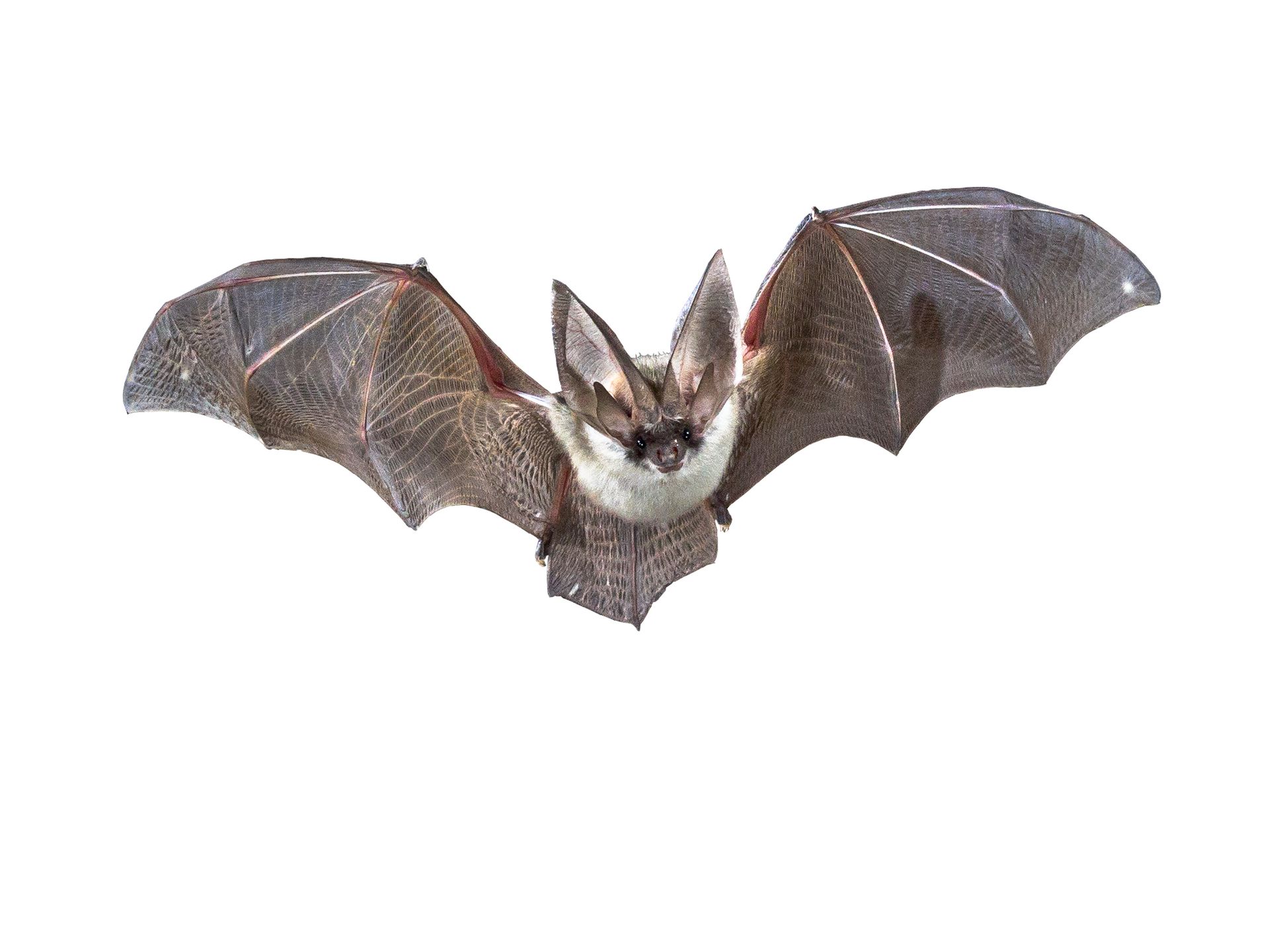 Bat