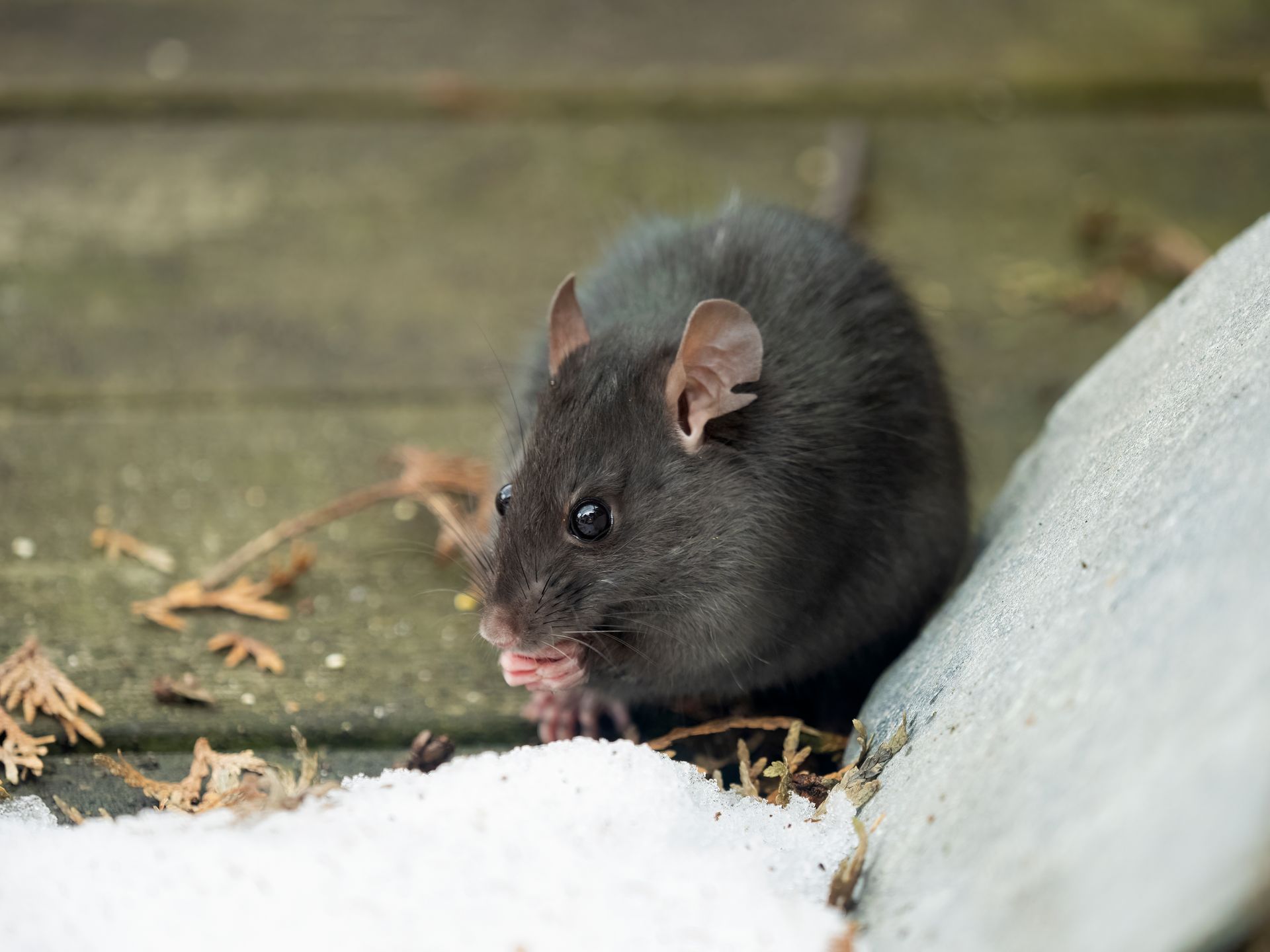 Large Rodent