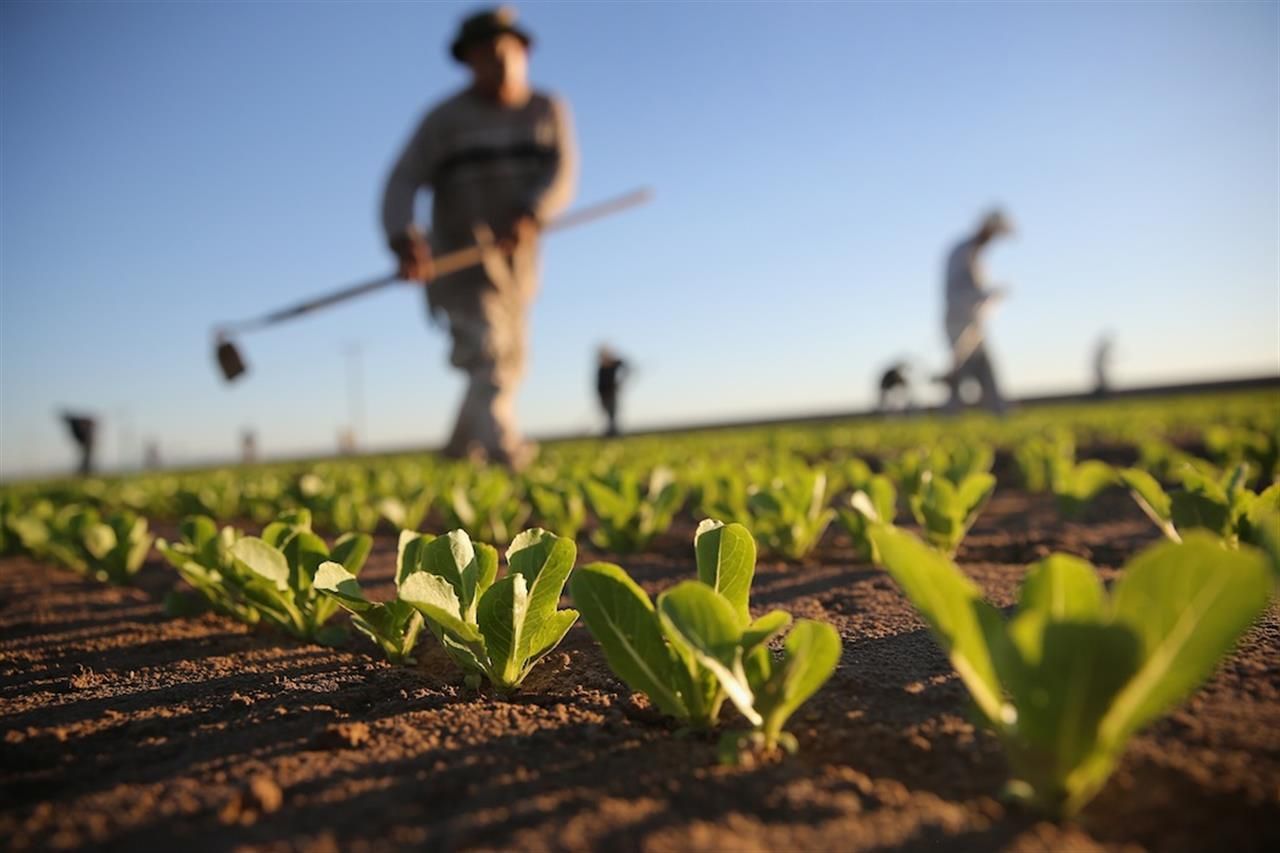 Credito d’imposta agricoltura 2026