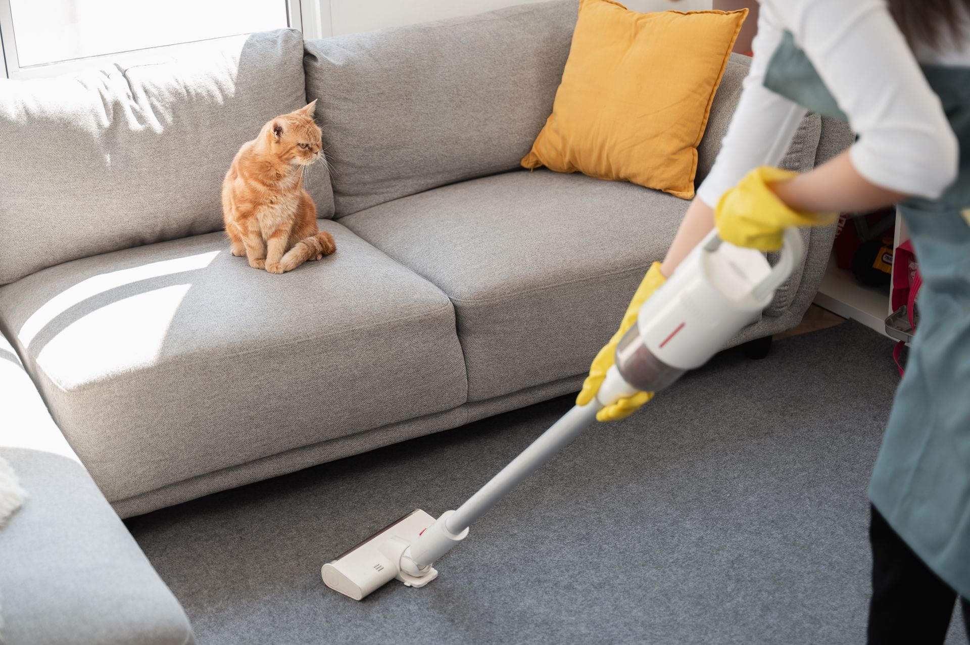 Person vacuuming a gray sofa while an orange cat sits on it in a bright living room
