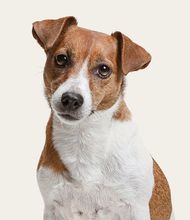 Close-up of a dog representing high-quality pet door installations by Toodyay Glass.