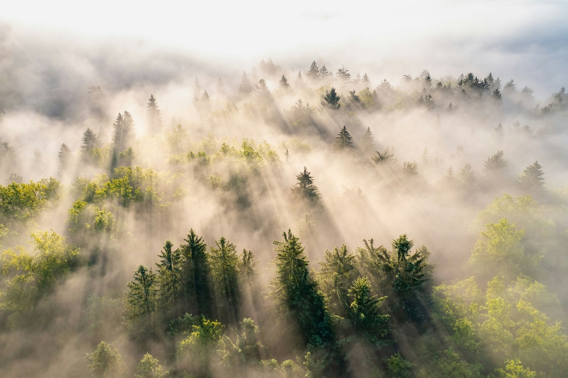 Sunlight streams through fog over a forest of evergreen trees.
