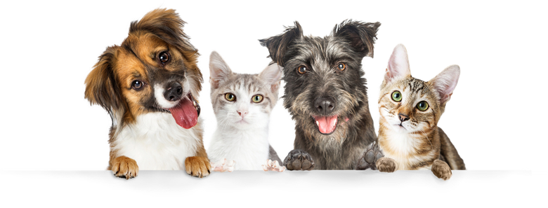 Happy Pets Happy Pets