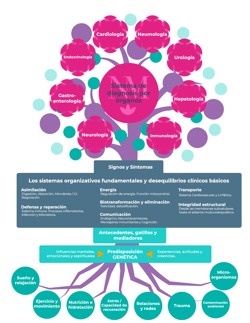 Diagrama de estructura organizacional en español. Un árbol muestra los sistemas de influencia interconectados.