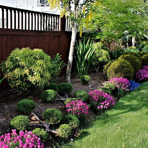 Landscaped garden bed with pink flowers, shrubs, trees, and a wooden fence beside a lawn