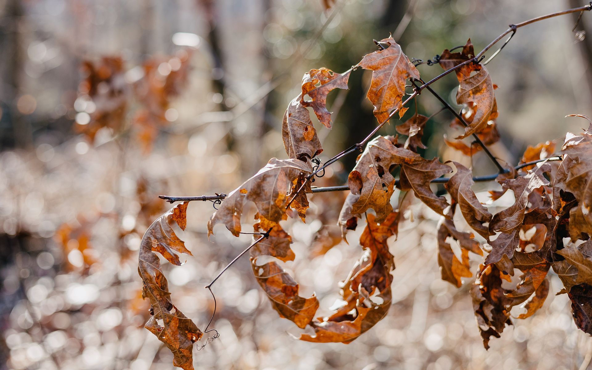 Oak Dead — Oakland, CA — Mathey Tree Care And Consulting