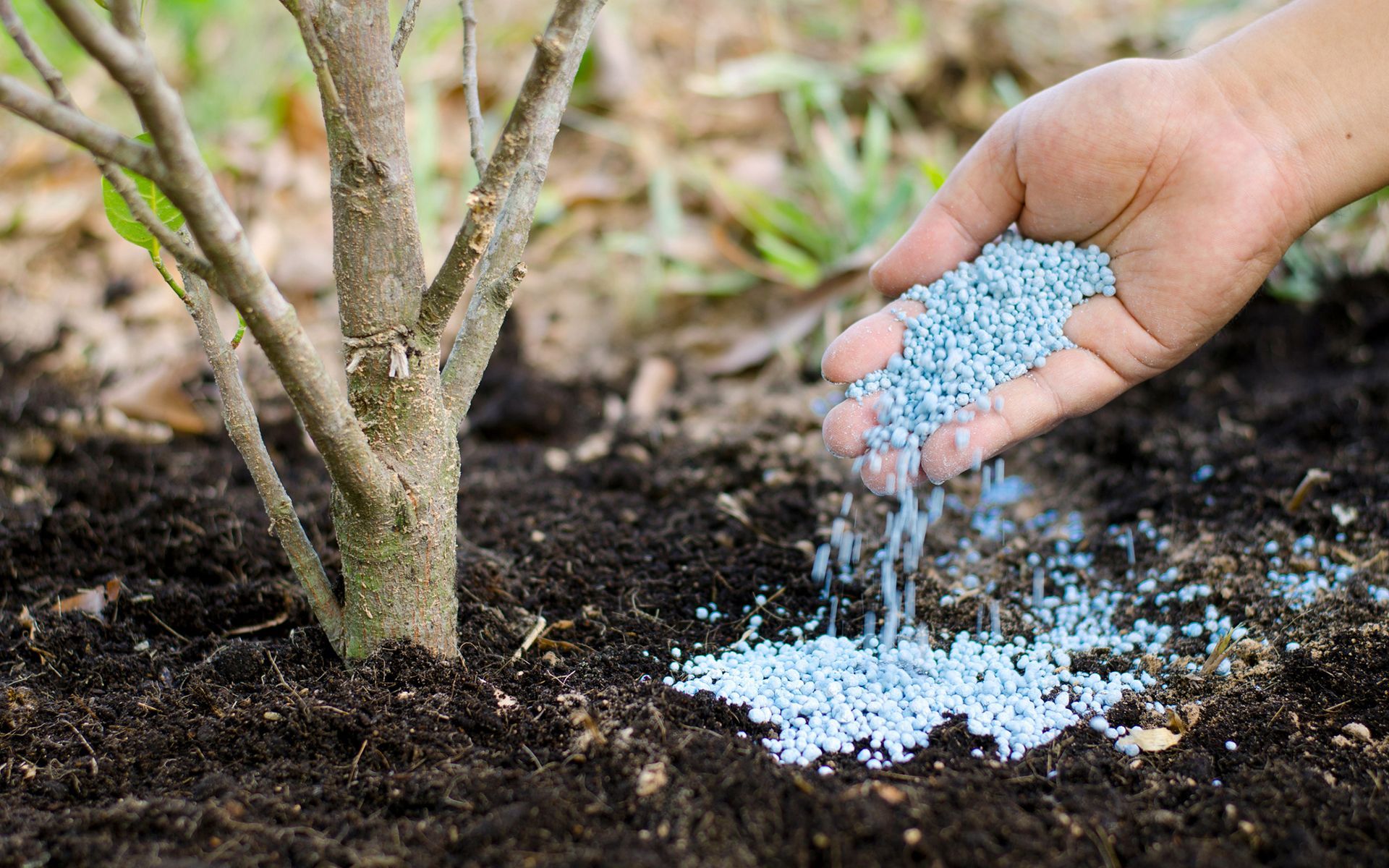 Adding Tree Fertilizer — Oakland, CA — Mathey Tree Care And Consulting