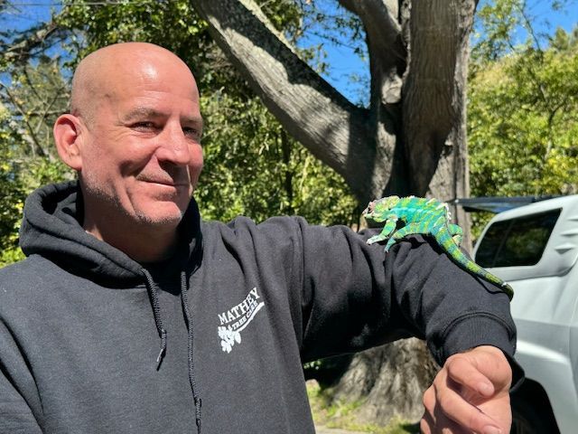 Worker Checking Tree — Oakland, CA — Mathey Tree Care And Consulting