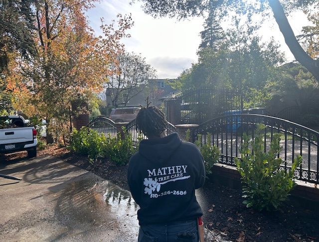 Worker of the Mathey — Oakland, CA — Mathey Tree Care And Consulting