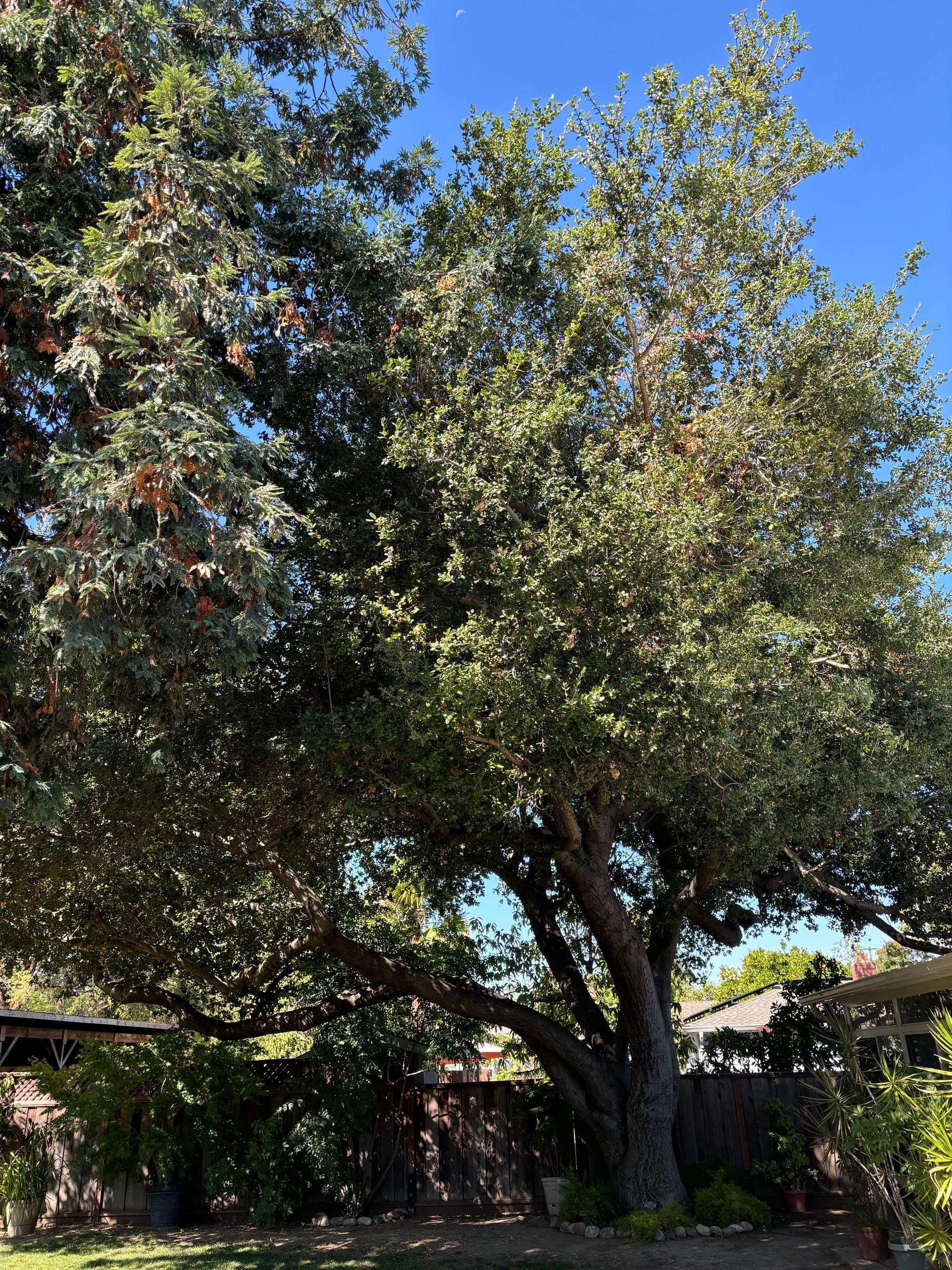 A large tree with lots of leaves against a blue sky