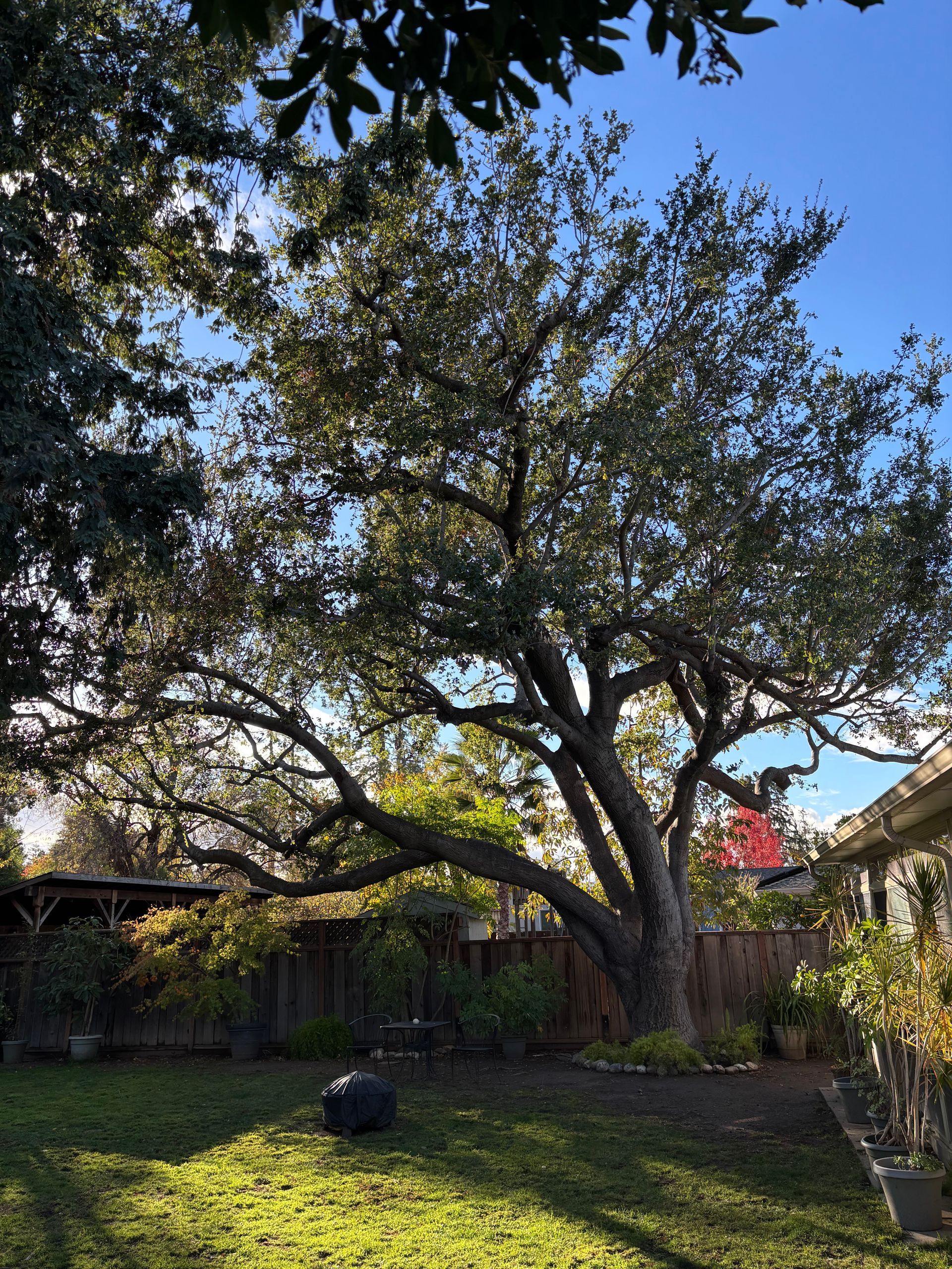 A large tree in the backyard of a house