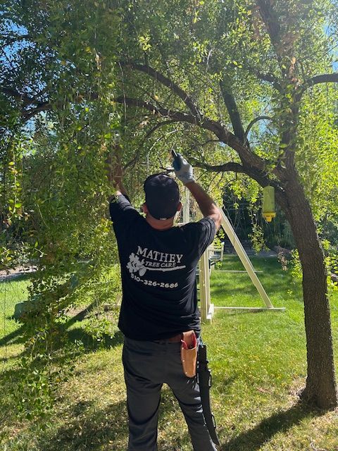 Rich Mathey — Oakland, CA — Mathey Tree Care And Consulting