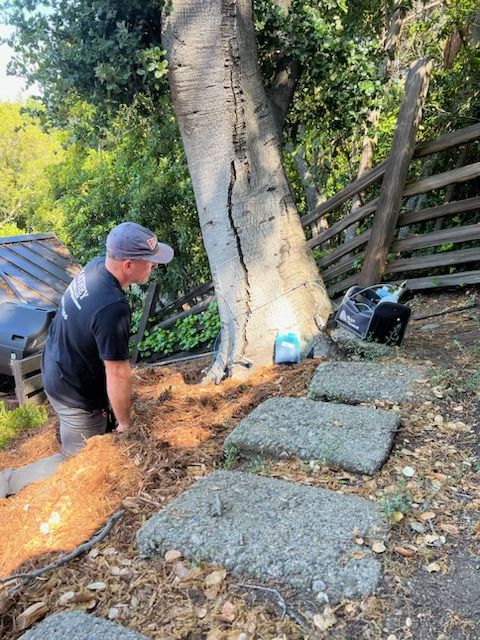 Checking the Roots — Oakland, CA — Mathey Tree Care And Consulting