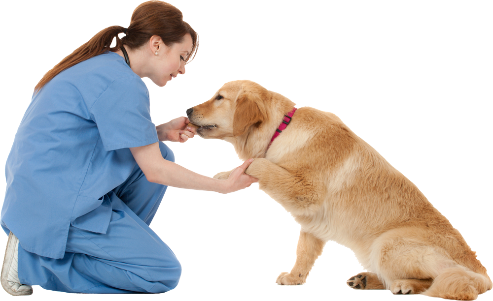 Veterinarian With A Dog — St. Louis, MO — Hampton Animal Hospital Veterinarian With A Dog — St. Louis, MO — Hampton Animal Hospital