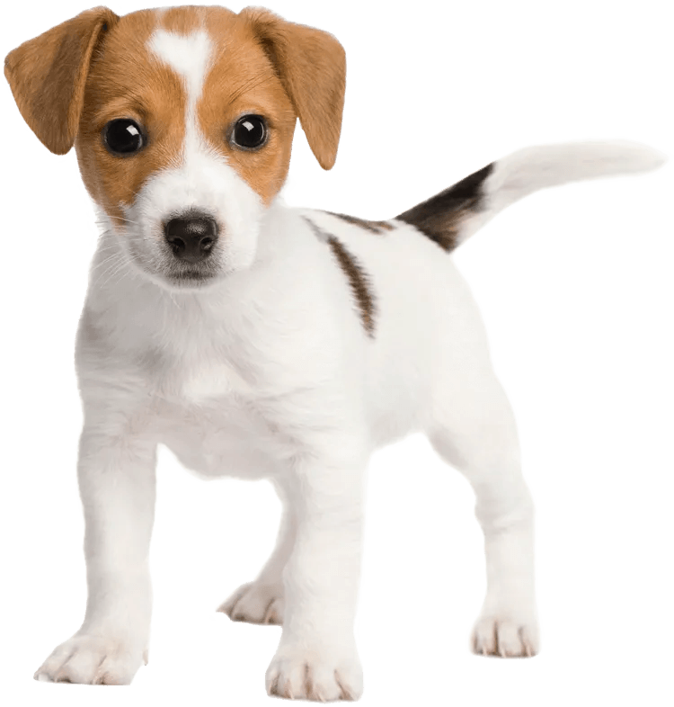 Cute White Dog — St. Louis, MO — Hampton Animal Hospital Cute White Dog — St. Louis, MO — Hampton Animal Hospital