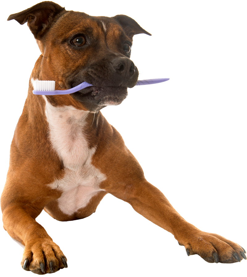 Dog With Toothbrush On Its Mouth — St. Louis, MO — Hampton Animal Hospital Dog With Toothbrush On Its Mouth — St. Louis, MO — Hampton Animal Hospital