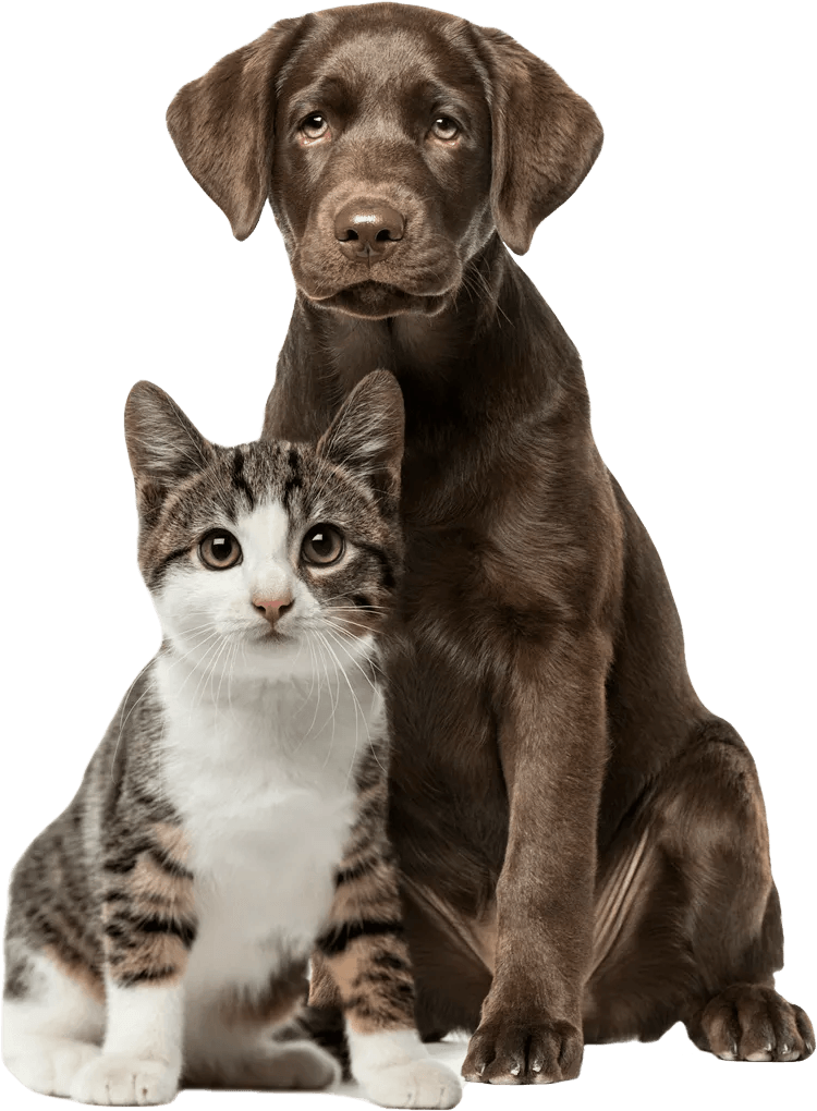 Cat And Black Dog — St. Louis, MO — Hampton Animal Hospital Cat And Black Dog — St. Louis, MO — Hampton Animal Hospital
