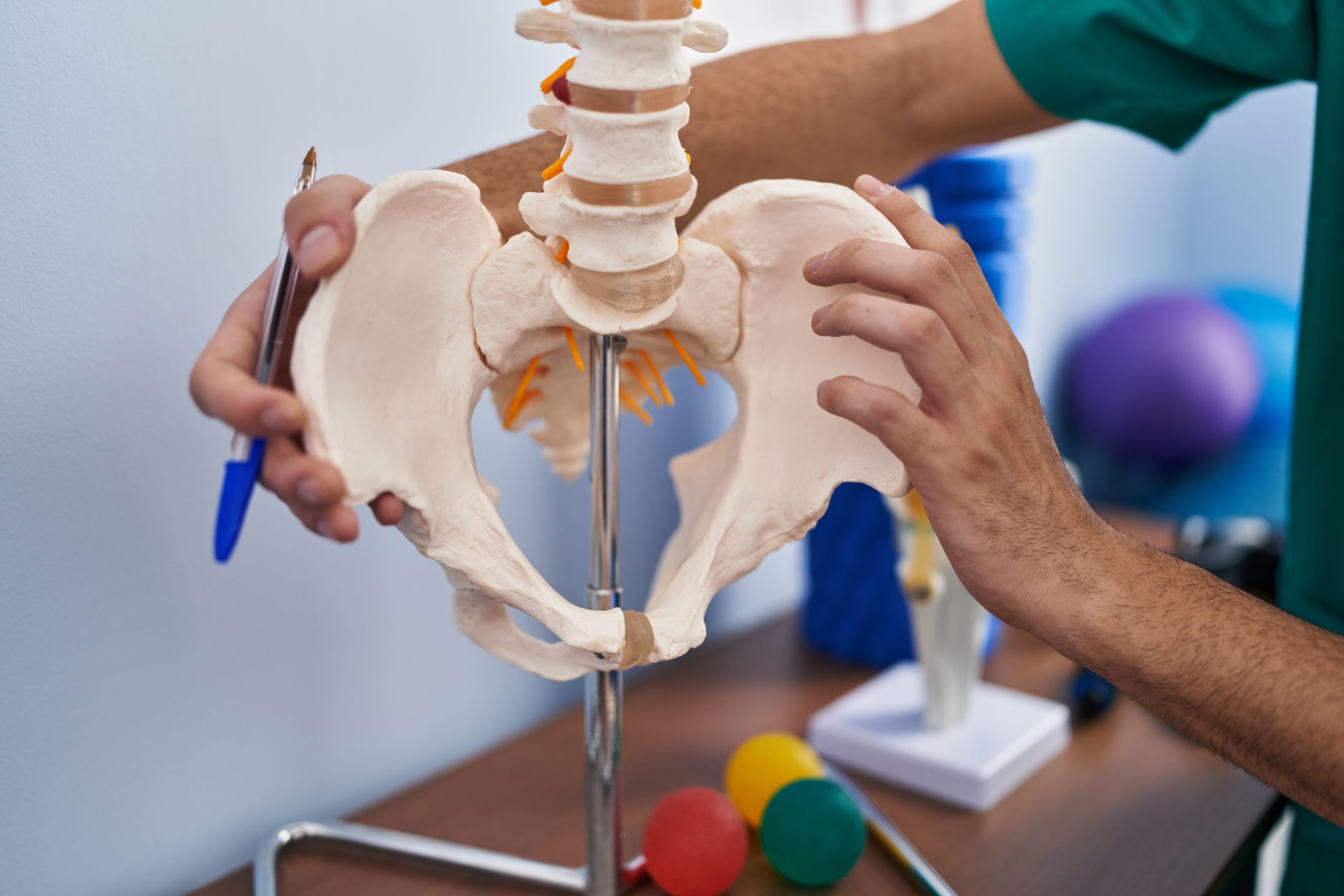 Hands holding a pelvis model with a spine, viewed in a medical setting with colorful therapy balls in the background