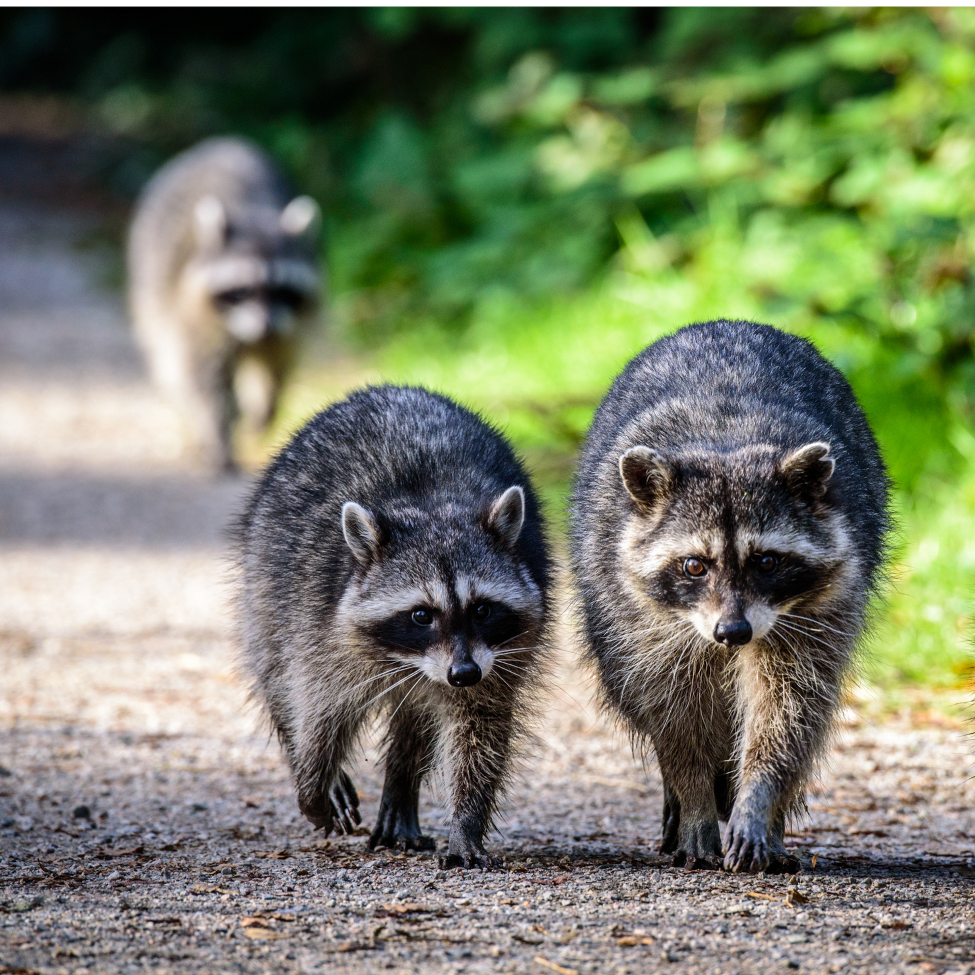 Wildlife Pest Control Services Three raccoons are walking down a dirt road for wildlife pest control services