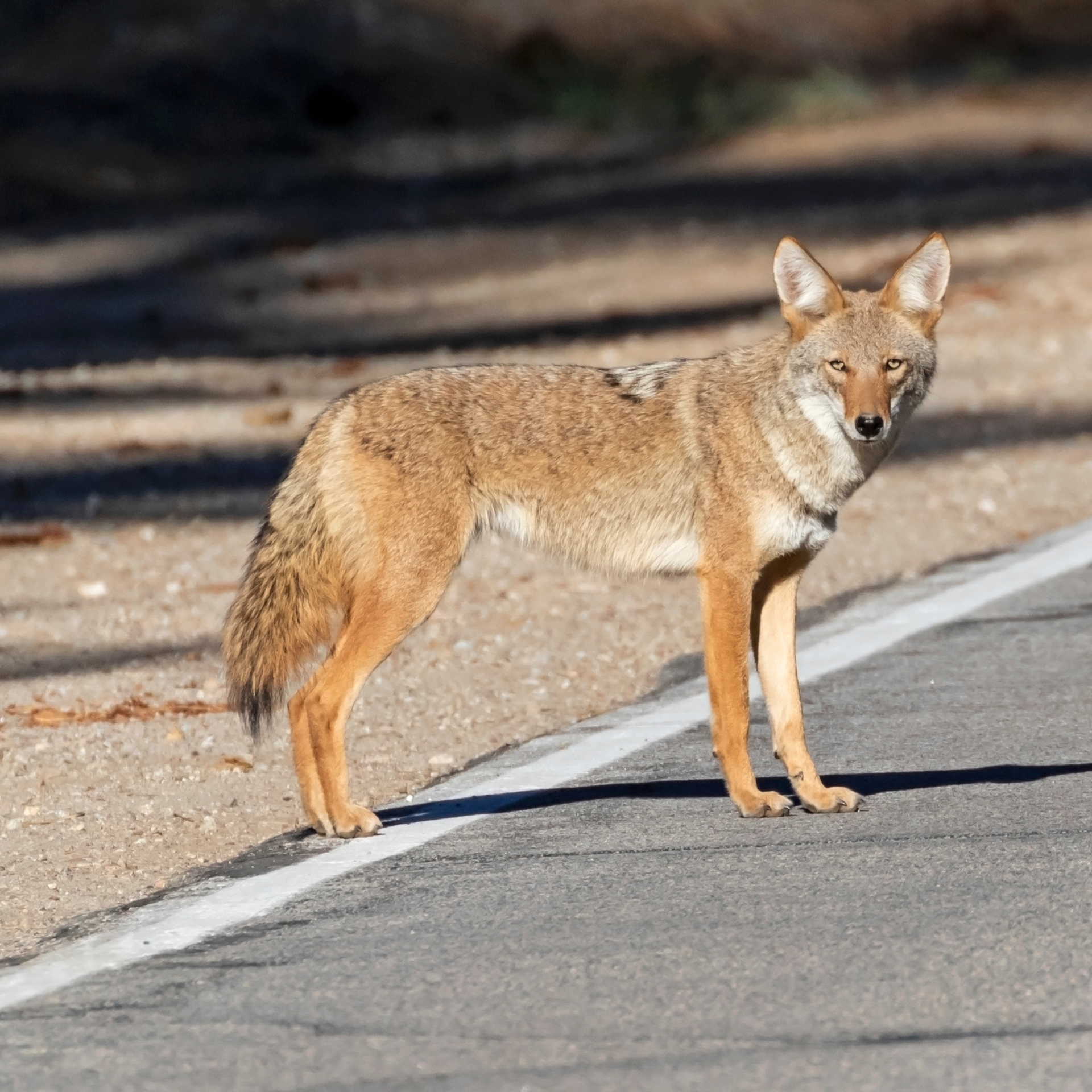 Wildlife Control Pest Control Services