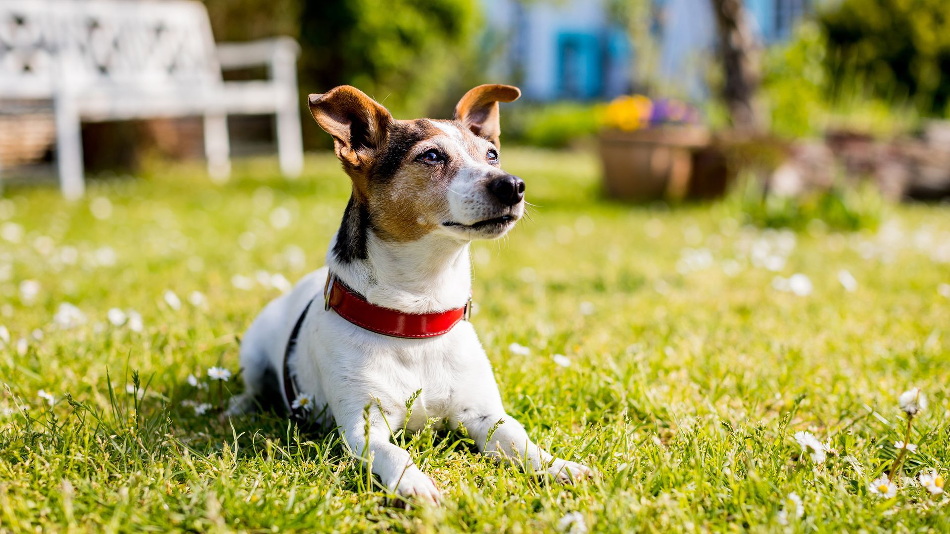 FeWo Hoff - Urlaub mit Hund