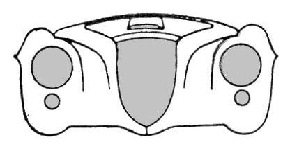 Schematic of a crab's head with large eyes, smaller ocelli, and a central shield.