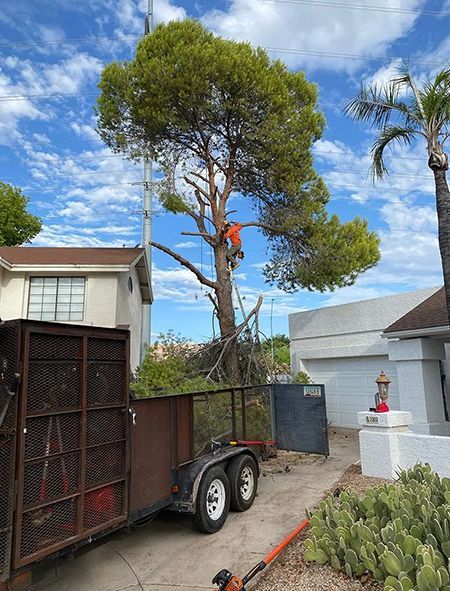 A man is climbing a tree on a trailer in front of a house.