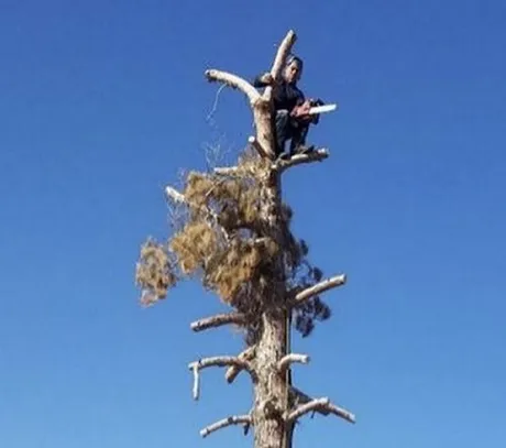 A man is sitting on top of a tree with a chainsaw.