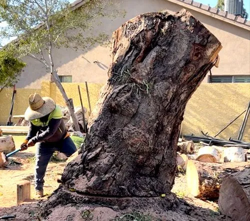 A person wearing a straw hat and safety gear uses a mallet to work on a large tree stump in a residential yard.