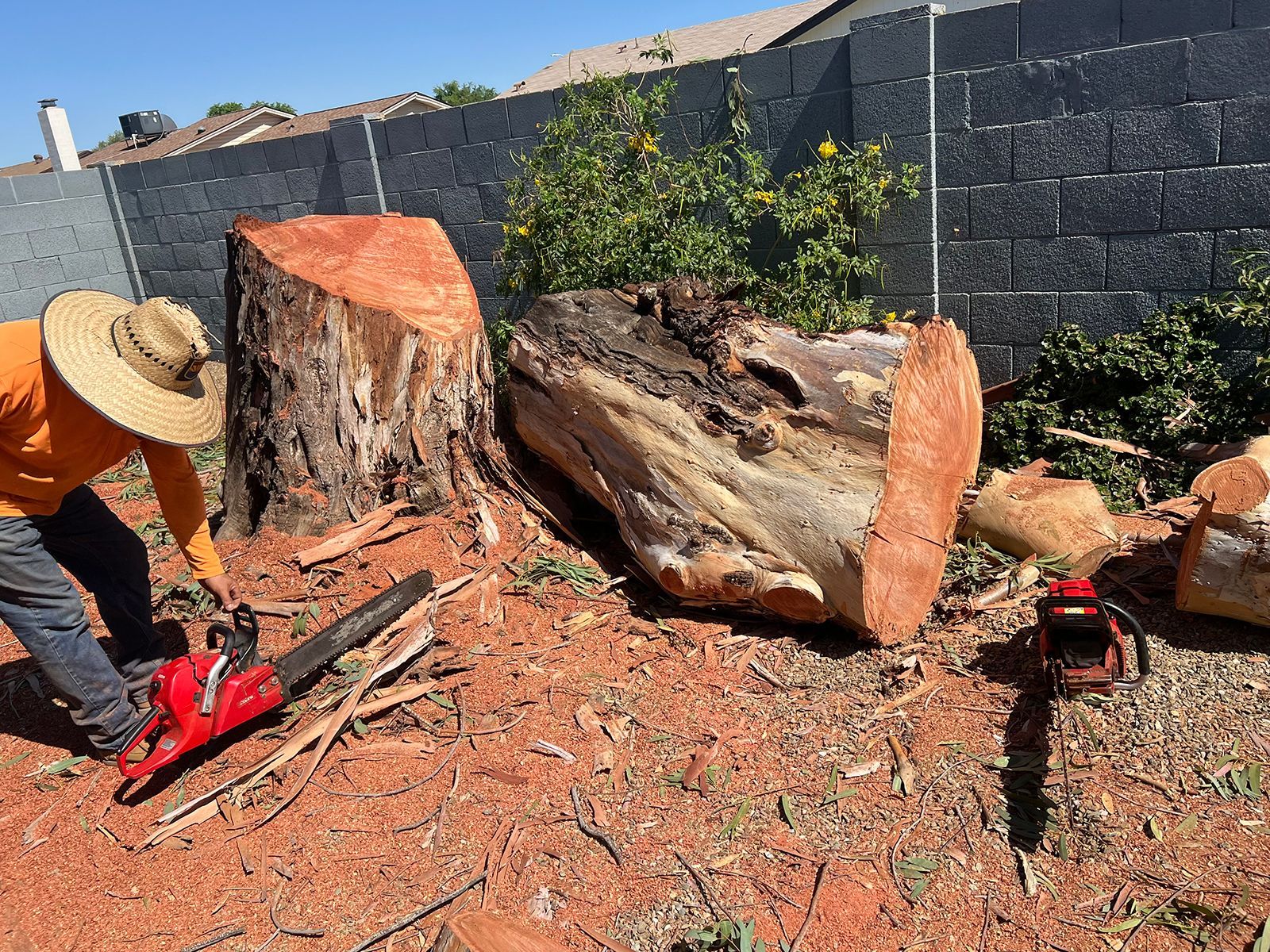 Worker using chainsaw on large cut tree trunks in a yard beside a cinderblock wall