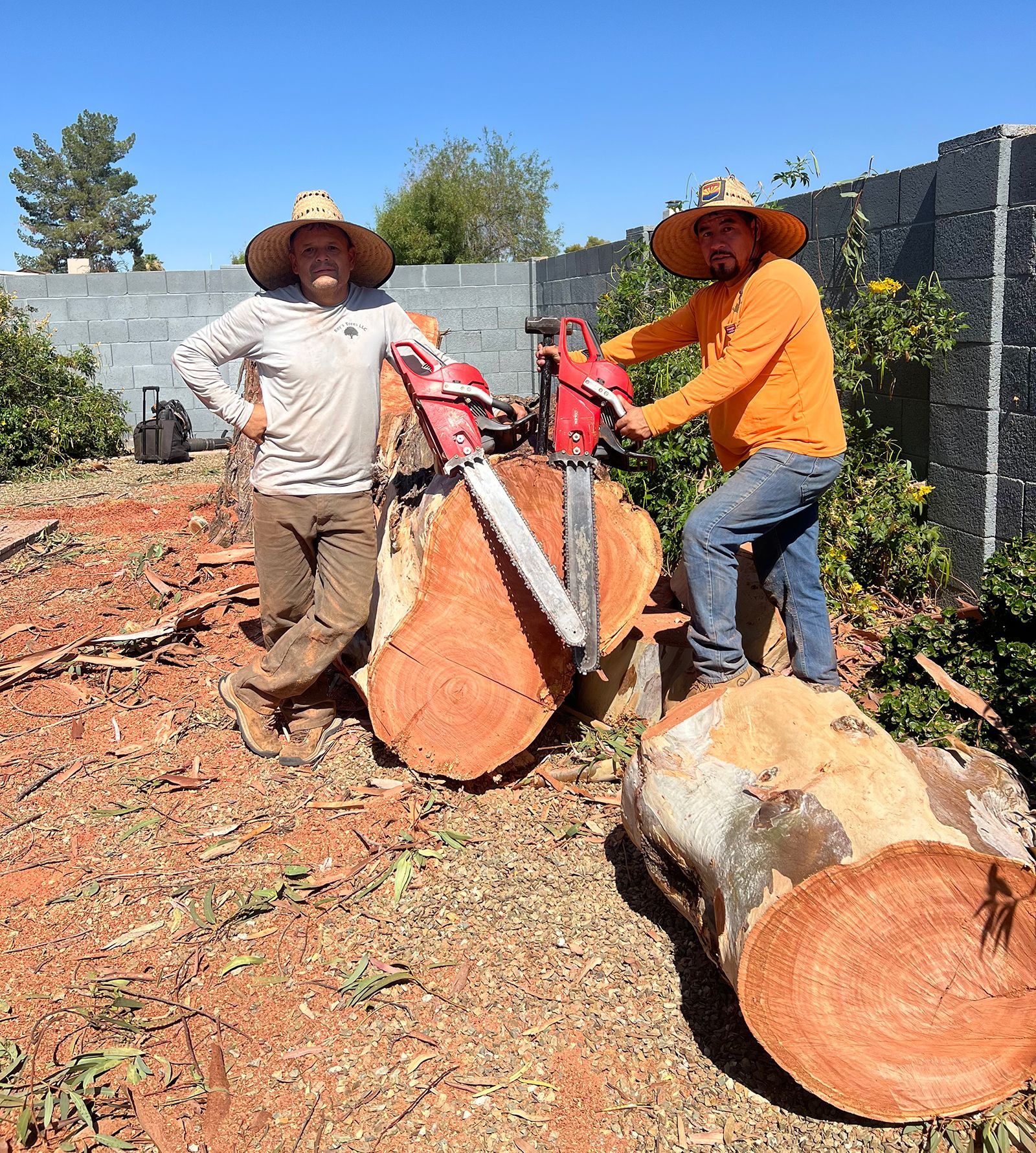 Two workers in hats using a chainsaw to cut a large log outdoors on a sunny day
