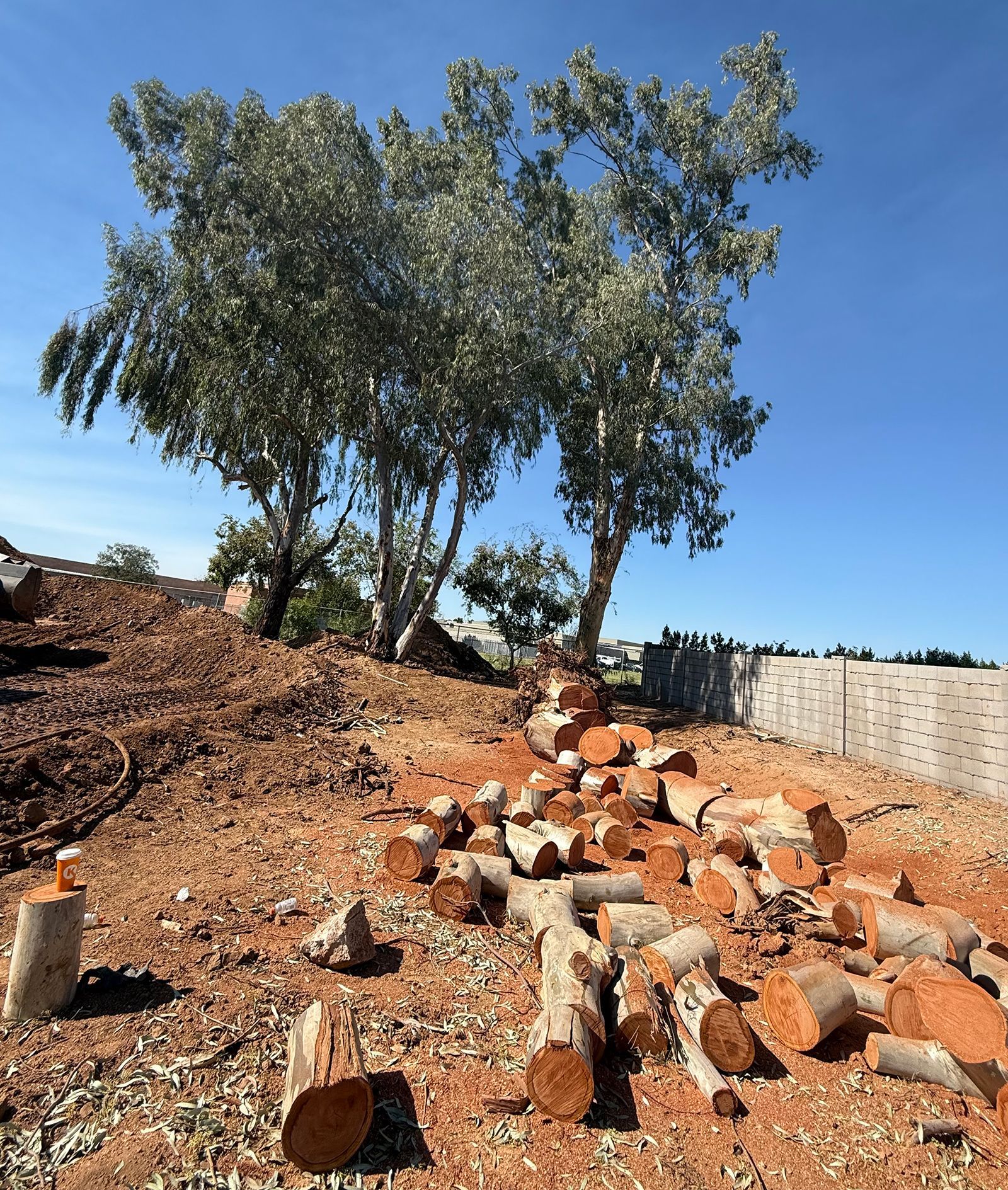 Two tall trees beside a pile of cut logs on a dirt slope under a clear blue sky.